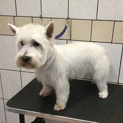 Alfie the Westie